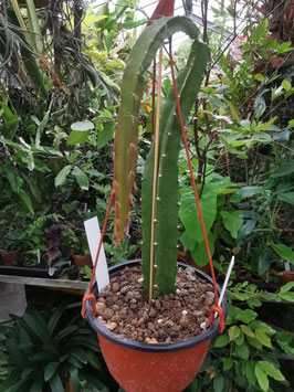 Deamia diabolica