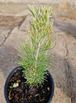 Adenanthos sericeus