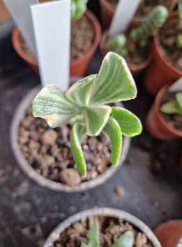 Crassula arborescens "White variegata"