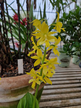 Calanthe striata?