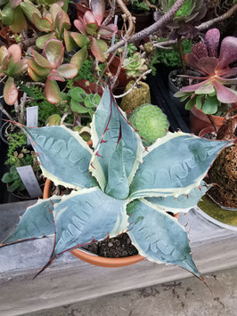 Agave x ovatisana "Sea Star"