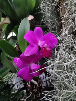 Cattleya Hybride "Magenta"