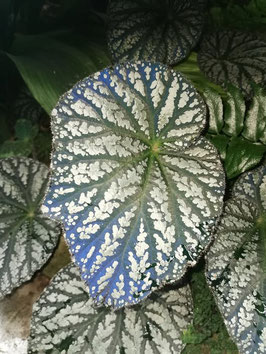Begonia xanthina x hatacoa