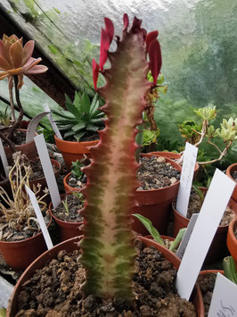 Euphorbia trigona rubra
