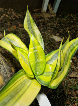 Sansevieria "Futura Gold"
