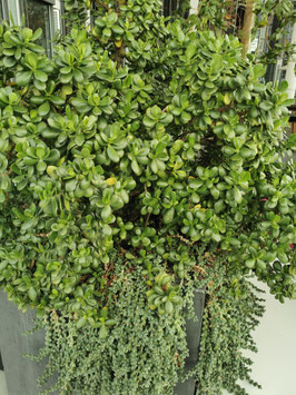 Crassula ovata