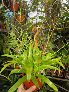 Tillandsia (Racinaea) tenuispica