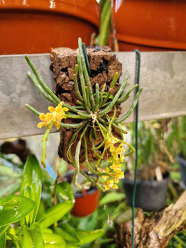 Chiloschista himalaica