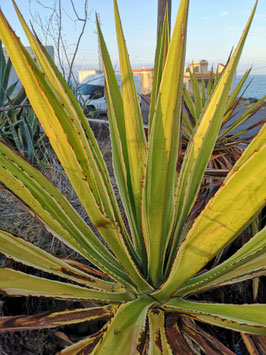 Furcraea selloana albomarginata