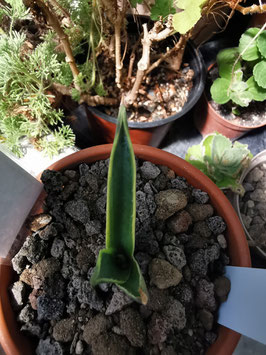 Agave salmiana ssp. ferox "Marginata"