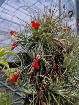 Tillandsia albertiana x edithae