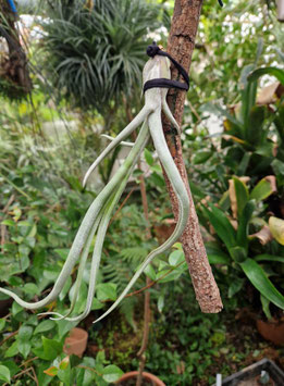 Tillandsia baileyi x bulbosa