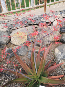 Aloe bulbillifera var. paulianae