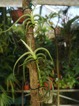 Tillandsia gilliesii Typ II