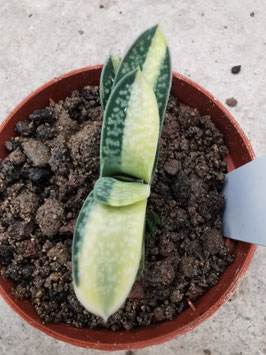Gasteria minima variegata