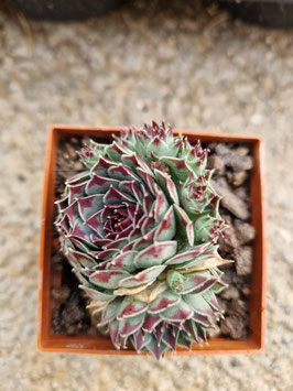 Sempervivum calcareum