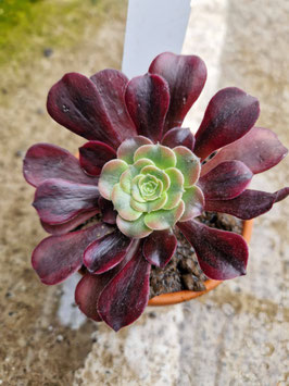 Aeonium "Kilimanjaro"