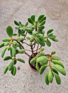 Crassula rogersii