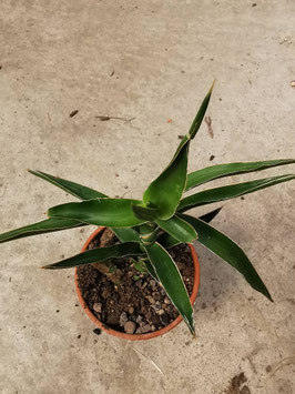 Sansevieria bagamoyensis