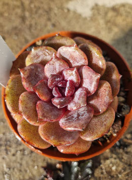 Echeveria "J´adore"
