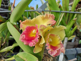 Cattleya Hybride "Gelb-orange"