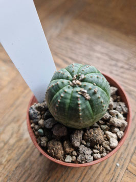 Euphorbia obesa