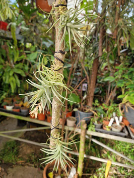 Tillandsia aeranthos "Petite"