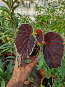 Begonia darthvaderiana