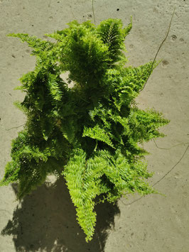 Nephrolepis "Marissa"