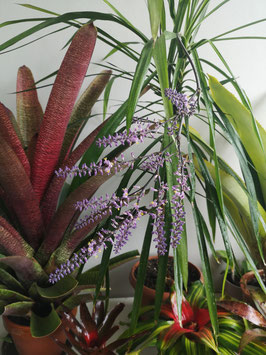 Cordyline stricta