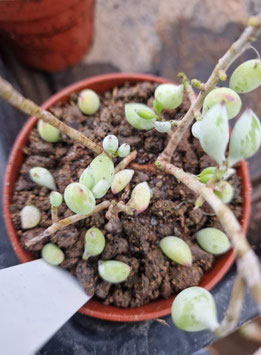 Cotyledon pendens
