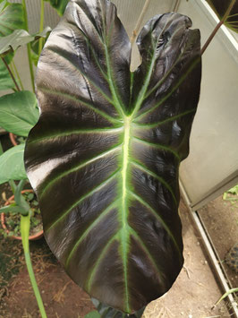 Colocasia esculenta "Solar Mirror"