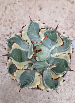 Agave isthmensis var. "Kabutogani"