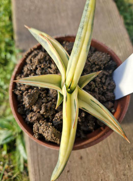 Sansevieria "Blue Clone Yellow"