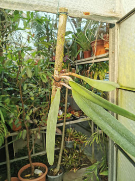 Laelia purpurata flammea