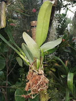 Cattleya "Amazing Thailand Magican"