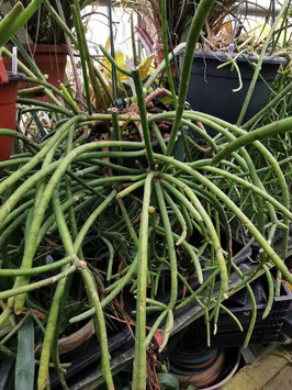 Rhipsalis baccifera "Ambalavao-Madagaskar"
