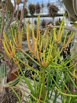 Euphorbia tirucalli "Firestick"