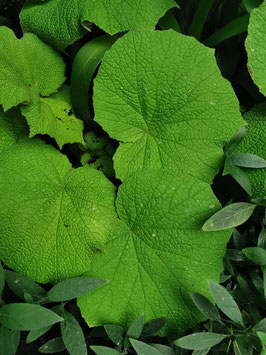 Begonia acida