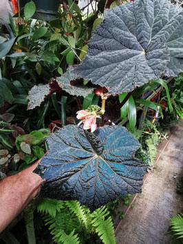 Begonia "Dark Side of the Moon"?