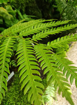 Woodwardia orientalis