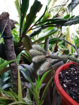 Rhipsalis baccifera "Madagascariensis"