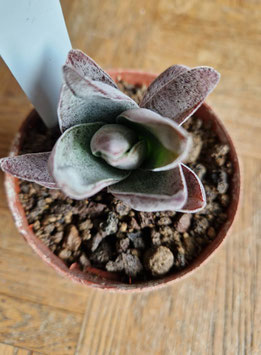 Crassula "Garnet Lotus"