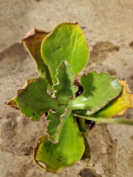 Kalanchoe synsepala "Ambatofinandrahana"