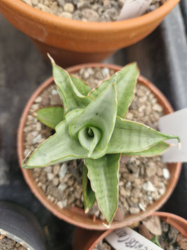 Sansevieria "Silver Rosette"