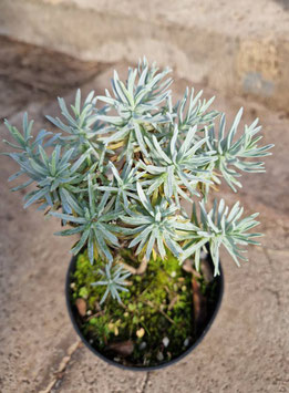 Euryops acraeus