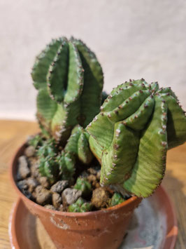 Euphorbia anoplia