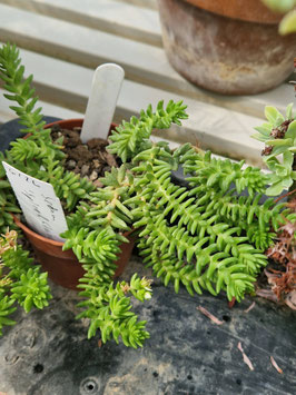 Sedum "Spiral Staircase"