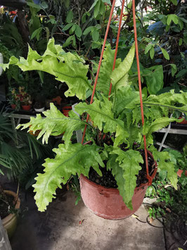 Colysis wrigthtii "Monstruosa"