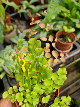 Adiantum tenerum "Scutum Roseum"